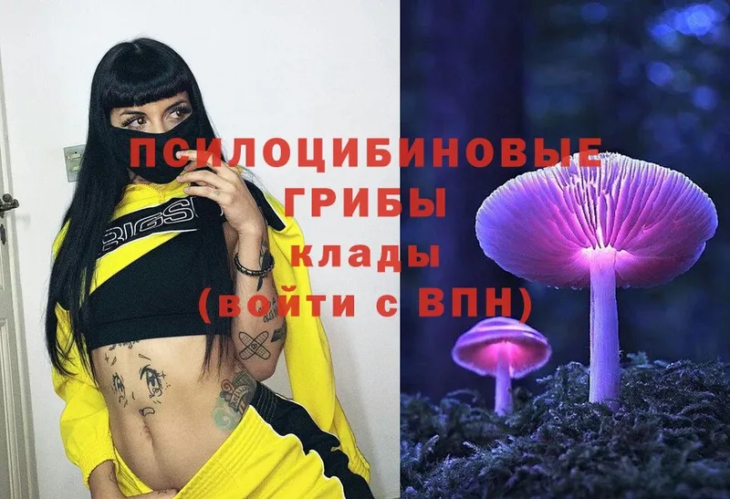 закладки  Шелехов  Псилоцибиновые грибы MAGIC MUSHROOMS 